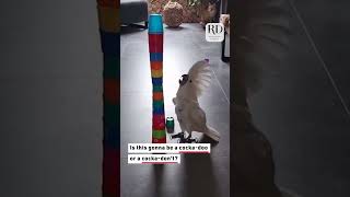 Annoyed Cockatoo Bird Destroys Tower of Colorful Cups [upl. by Nguyen]