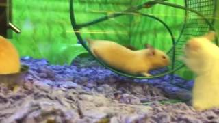 Hamster Has Epic Fail on Running Wheel [upl. by Kelwunn]