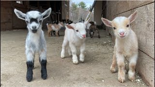 24 Curious goat kids [upl. by Cosimo746]