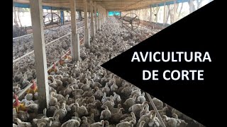 Avicultura de corte importância e sistema de integração [upl. by Shannan]