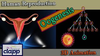 Oojenisis  How Ovums are created in uterus  3D Animation [upl. by Anola]