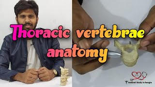 Typical thoracic vertebrae anatomy in Bangla  Atypical thoracic vertebrae [upl. by Izaak]