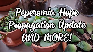 Peperomia Hope 7 Months After Propagation  AND MORE PLANTS [upl. by Helman]