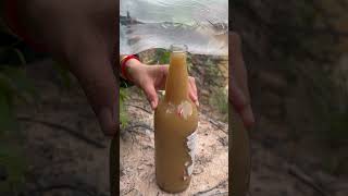 Survival Skills steam bad water in bottle camping survival bushcraft viralvideo useful [upl. by Eruza]