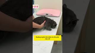 Khám Phá Mèo Cũ Bỏ Hoang Chuyện Tình Kỳ Diệu Với Một Con Mèo Đặc Biệt fyp pet cat dog cute [upl. by Oiracam]