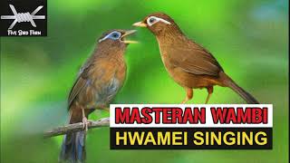 SUARA MASTERAN HWAMEIWAMBI HWAMEI SINGING TRAINING SUARA JERNIH [upl. by Rosco]