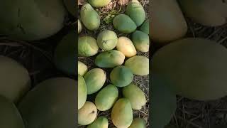 Picking mango from mango tree [upl. by Letti429]