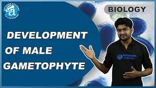 DEVELOPMENT OF MALE GAMETOPHYTE HINDI  Male gametophyte  Microsporogenesis  KATYAYAN ACADEMY [upl. by Baudoin]