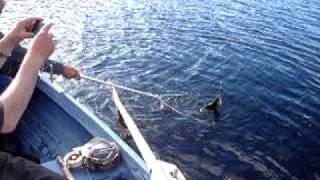 North Uist Trout Fishing Loch Caravat [upl. by Odnomra]