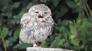 Adorable Sleepy Baby Owl Yawning [upl. by Aisanahta]