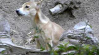 New Guinea Singing Dog [upl. by Marcoux]