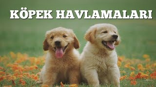 KÖPEK HAVLAMALARI  HAVLAYAN KÖPEKLER [upl. by Rabi]