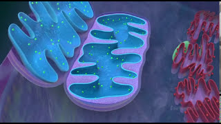 Mitochondria  the powerhouse of the cell  3D animated [upl. by Akehsat]