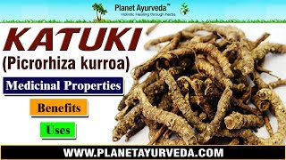 Katuki  Picrorhiza kurroa  Benefits Uses amp Medicinal Properties [upl. by Daeriam]