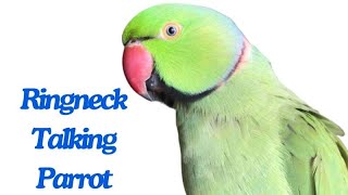 Alexandrine parakeet Parrot  Ringneck Talking Parrot [upl. by Anivas919]