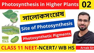 Photosynthesis in Higher Plants 02  Site of Photosynthesis  Pigments  in Bengali  Class 11NEET [upl. by Schlenger]