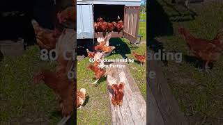 80 Pasture Raised Chickens Heading Out regenerativeag pasturedchicken pasturedpoultry [upl. by Gruchot259]