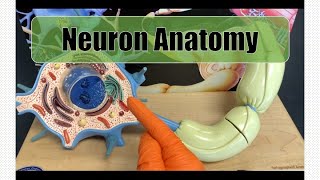 Neuron Anatomy [upl. by Perot]