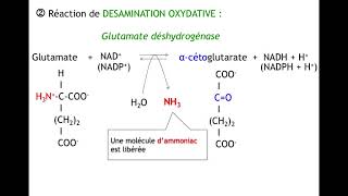 Diaporama dégradation acides aminés [upl. by Macmullin]