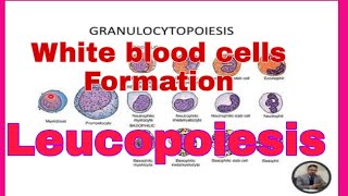 Leukopoiesis English [upl. by Newmann981]