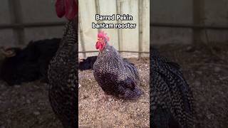 🐓 Barred Pekin bantam rooster crowing  ZwergCochin Gesperbert  chickens rooster pekinbantams [upl. by Beata]