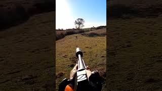 magnifique tir sanglier  2 impact puissant  corsica wildboar aimpoint hunting [upl. by Ennirac]