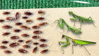 300 Hungry Cockroaches VS 3 Hungry Praying Mantises Amazing Results [upl. by Pris966]