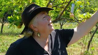 Raintree Fruit Feature Bardsey Island Apple [upl. by Ahtennek]