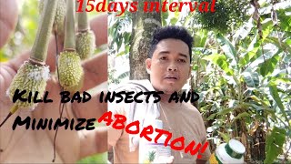 foliar fertilizer 15days intervals of spraying durian fruit durian farmersagriculture [upl. by Vernor]