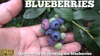 ⟹ BLUEBERRIES  Vaccinium angustifolium  Blueberry Review [upl. by Nazarius]