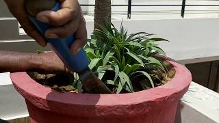 Yucca plant propagation [upl. by Enigroeg]