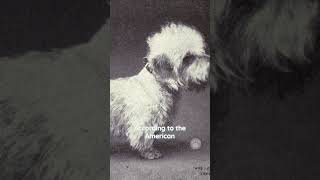 Dandie Dinmont Terriers are considered a rare breed dogs rarebreed [upl. by Emmi546]