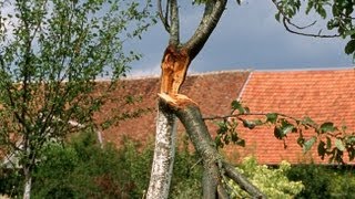 Réparer un arbre après la tempête [upl. by Anitselec]