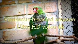 Vinaceous breasted amazon  ZOO in Opole  Ultra HD video 4K [upl. by Erlin427]