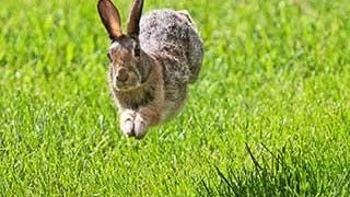 Bunny Rabbits Running In Circles Compilation 2014 NEW [upl. by Aay]