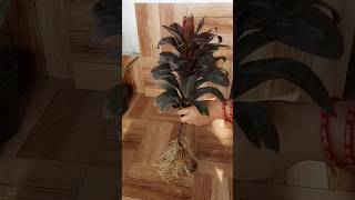 Propagation of Cordyline Plant from Cuttings 40 Days Growth update propagation cordyline [upl. by Aslam736]