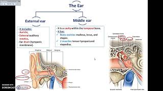 Overview of the Ear  Dr Ahmed Farid [upl. by Colleen707]