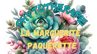 PHYTOTHERAPIE 🌿 la MARGUERITE PAQUERETTE 🌼💮 vous allez vers la lumière 💫 [upl. by Nydnarb]