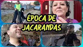 Época de Jacarandas en México  Rescatando al soldado Tencho [upl. by Mcwilliams]