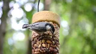 How Cool is That  Nuthatches [upl. by Aun]