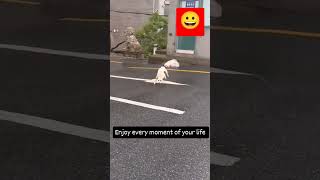 Dog 🐕🐕 dance funny comedyfunnydance [upl. by Sontich]