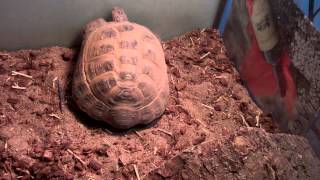 Tortoise enclosure heating [upl. by Oni4]