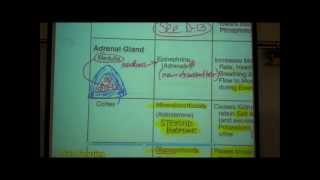 ANATOMY ENDOCRINE SYSTEM by Professor Fink [upl. by Sager571]