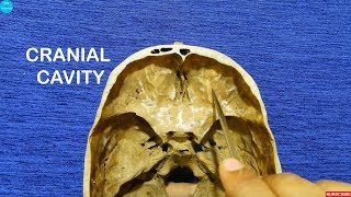 Osteology lectures  Cranial cavity  Dr Ashok K R [upl. by Clea]