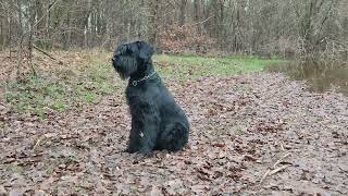 Riesenschnauzer Nayla on TourDas Wasser geht zurück Вода уходитgiantschnauzer riesenschnauzerdog [upl. by Ventura296]