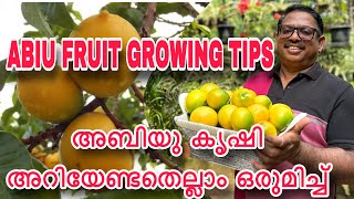 ABIU FRUIT FARMING TIPS  അബിയു കൃഷി അറിയേണ്ടതെല്ലാം [upl. by Nomyt241]