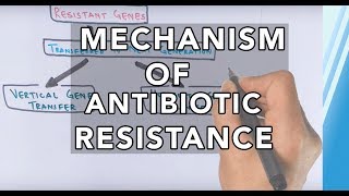 GCSE Biology  What is Antibiotic Resistance Why Antibiotic Resistance is a HUGE issue 81 [upl. by Aillicirp632]