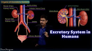 Excretory System in Humans  CBSE Class 10 Science Biology  Toppr Study [upl. by Soiritos595]