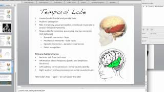 The Brain Temporal Lobe [upl. by Enowtna]