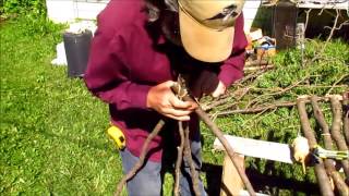 Building A Caragana Trellis [upl. by Nadean]